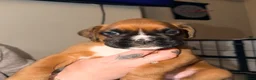 Boxer dogs for sale: 🐾 Exceptional KC Registered Boxer Puppies - Advert 6