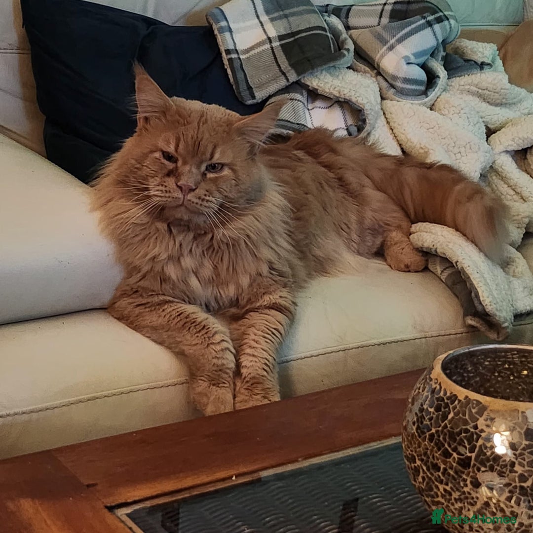 Maine Coon cats for sale: Maine coon  - Image 15