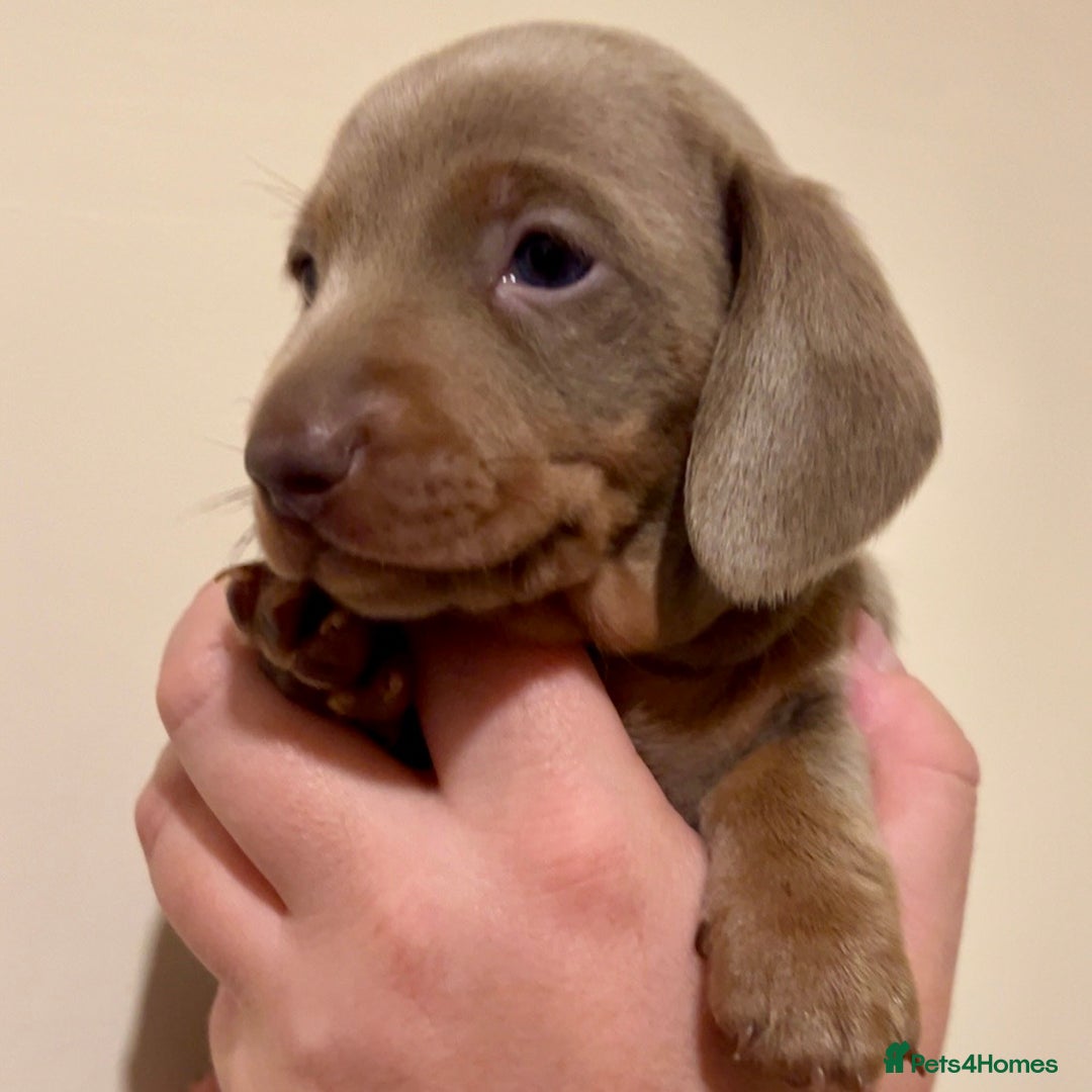 Miniature Dachshund dogs for sale: 🐾Beautiful kc mini dachshund pups ready 20 Dec🐾 - Advert 10