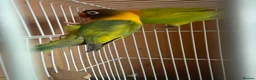 Lovebirds birds for sale: Breeding pair lovebirds  in Castleford - Advert 1