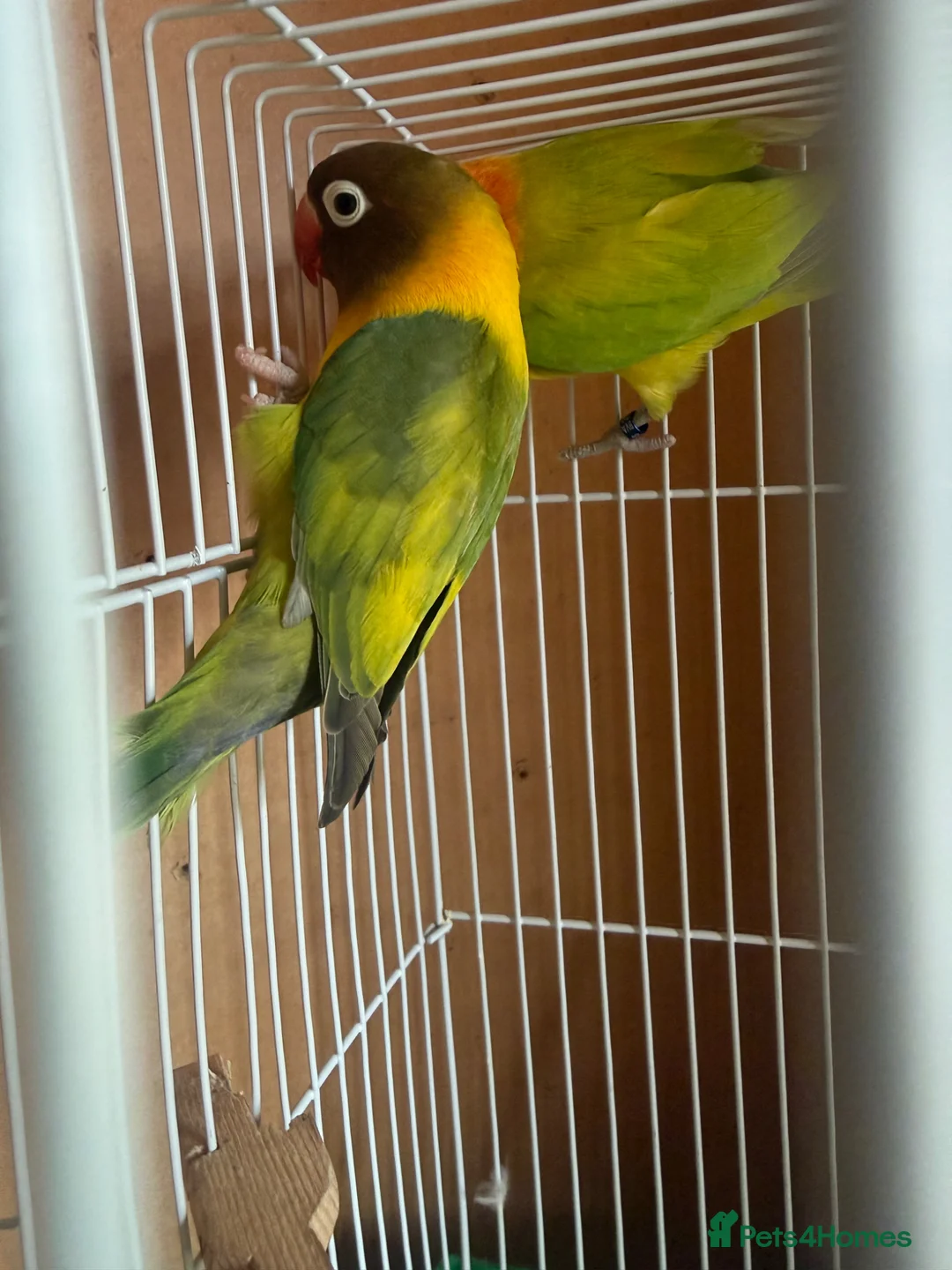 Lovebirds birds for sale: Breeding pair lovebirds  in Castleford - Advert 1