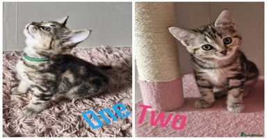 Mixed Breed cats - Advert 4