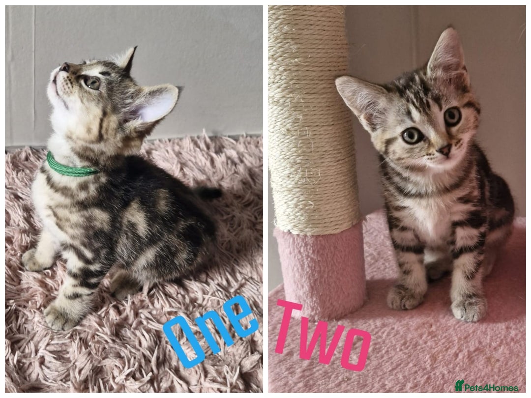 Mixed Breed cats for sale: 6 Beautiful Kittens British Shorthair Calico Cross - Image 2
