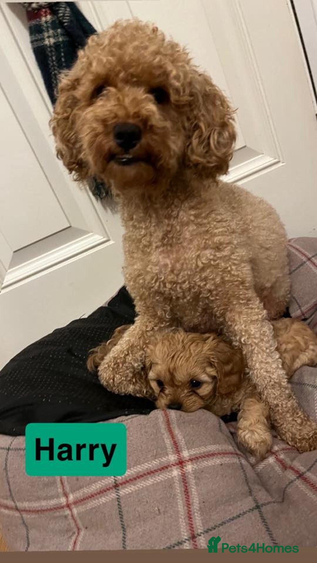 Cavapoo dogs for sale: Stunning Cavapoo Puppies - Advert 13