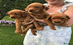 Labrador Retriever dogs for sale: Fox Red Labrador Puppies for sale - Image 13