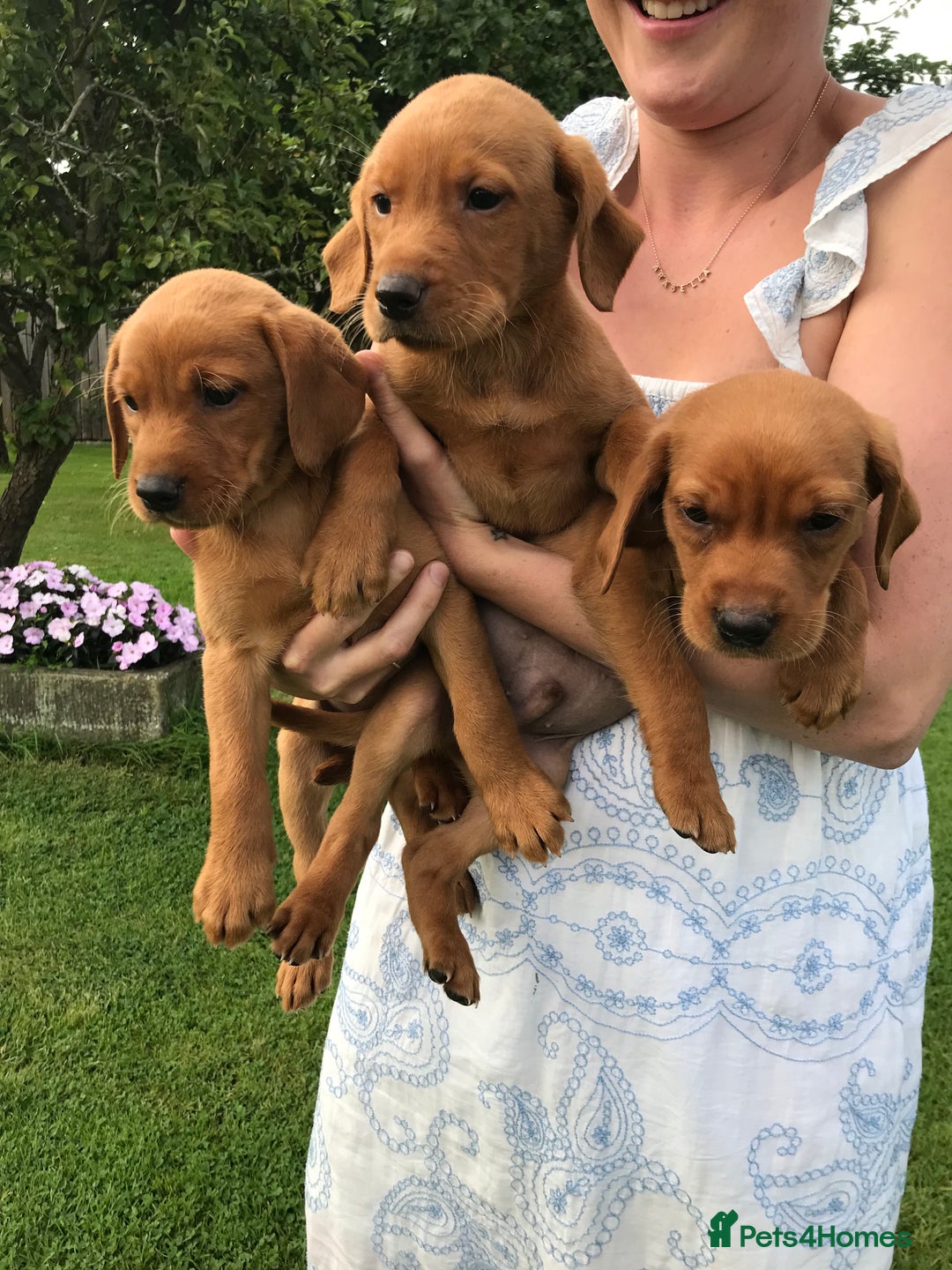Labrador Retriever dogs for sale: Fox Red Labrador Puppies for sale - Image 13