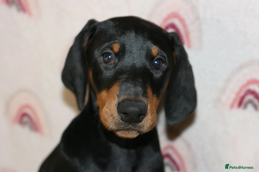 Dobermann dogs for sale: Evalesco Dobermanns - Advert 2