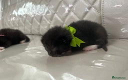 Siamese cats for sale: Tiny🥹half siamese kittens for sale ready to leave - Image 10