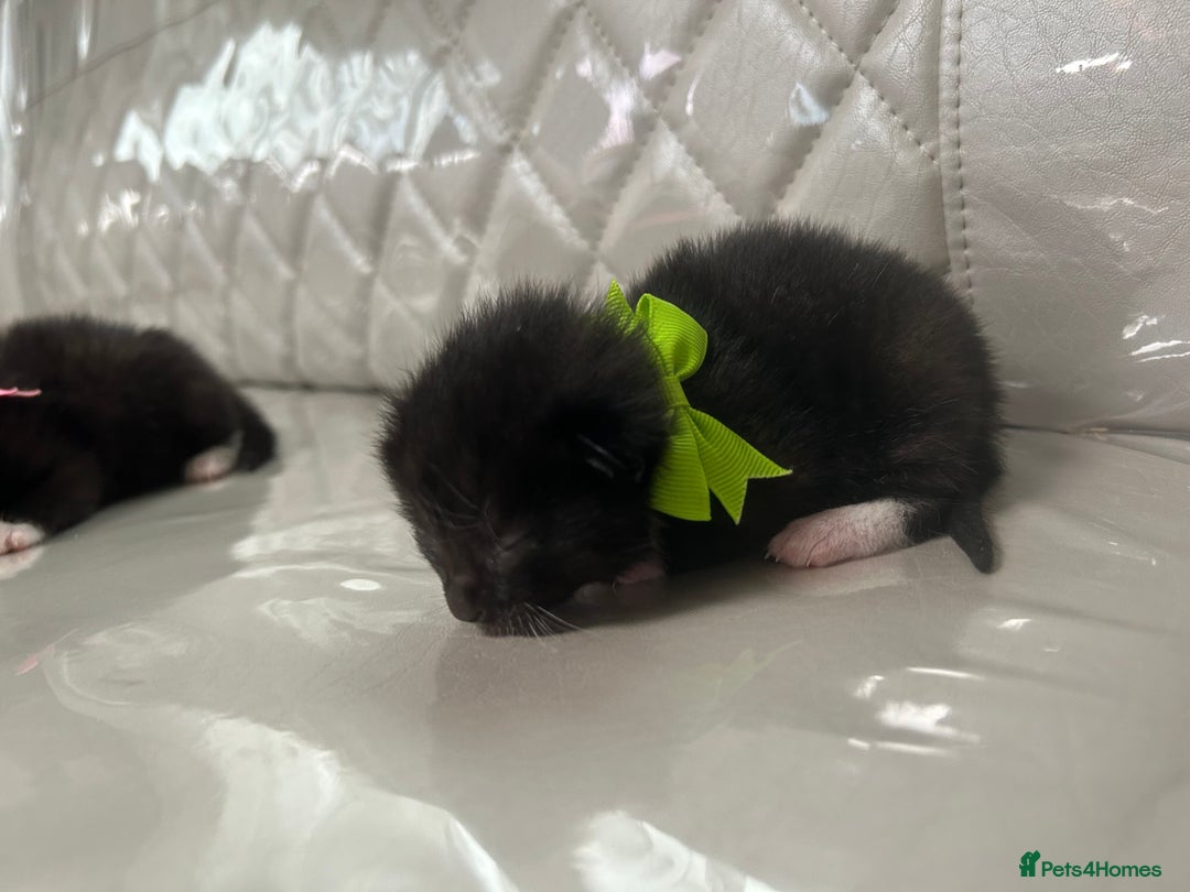 Siamese cats for sale: Tiny🥹half siamese kittens for sale ready to leave - Image 10