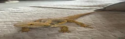 Bearded Dragon reptiles for sale: Bearded dragons red and sand in Eastbourne - Advert 9