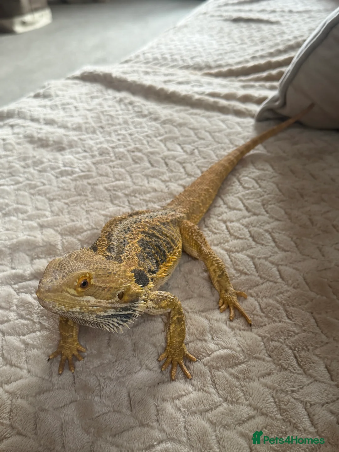 Bearded Dragon reptiles for sale: Bearded dragons red and sand in Eastbourne - Advert 9
