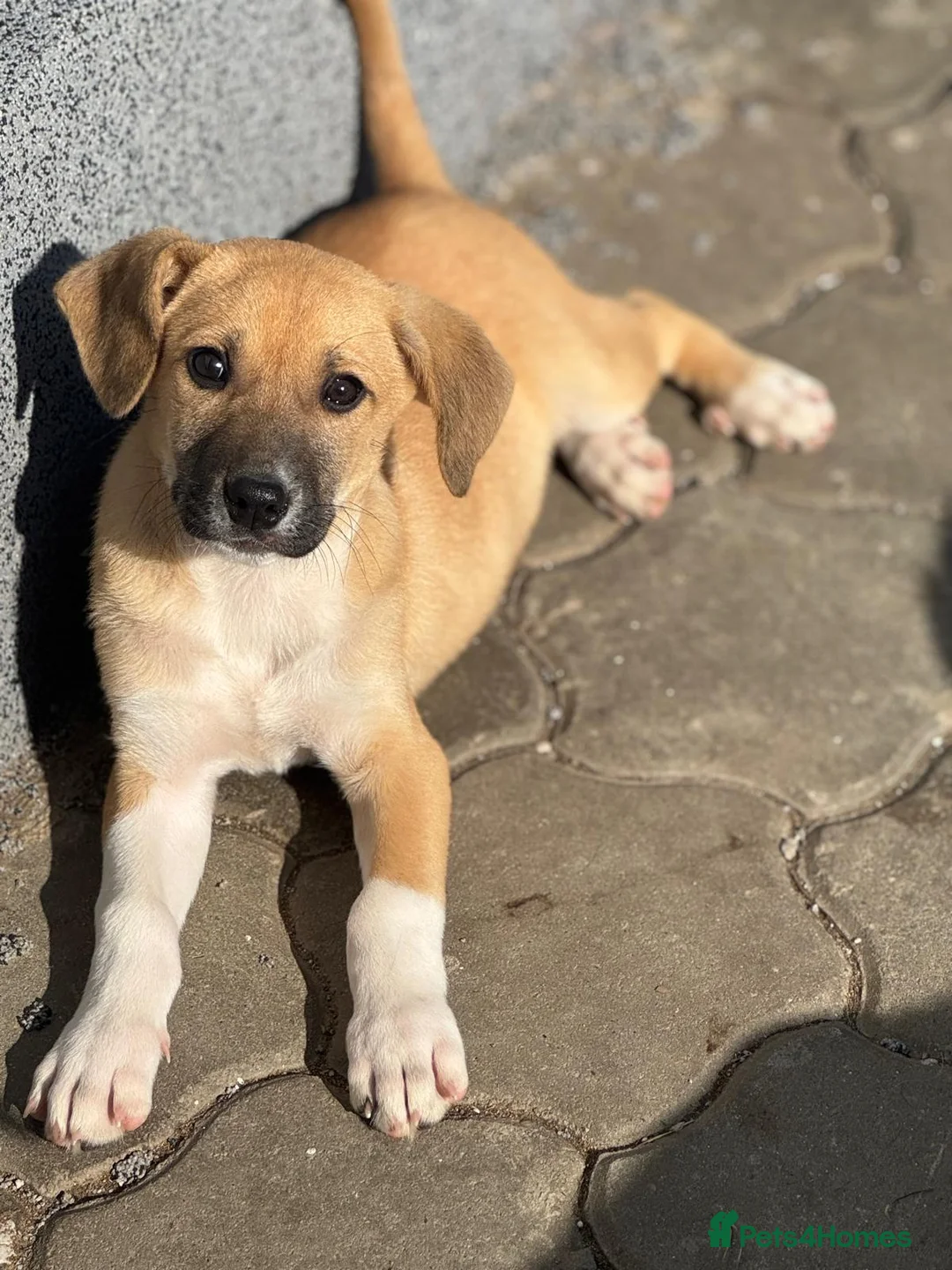 Mixed Breed dogs for adoption: JERRY – a Golden-Hearted Boy with a Playful Spirit - Advert 10