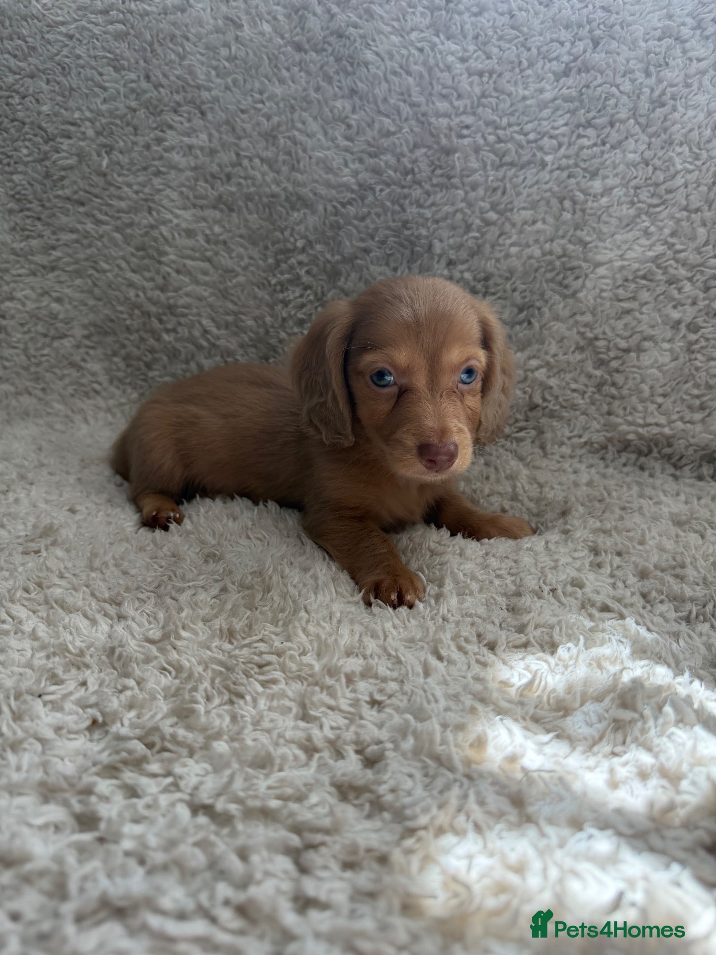 Miniature Dachshund dogs Last boy left! Long haired miniature dachshunds - Advert 5