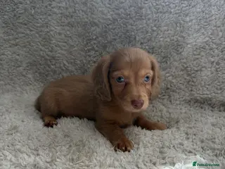 Miniature Dachshund dogs Last boy left! Long haired miniature dachshunds - Advert 5