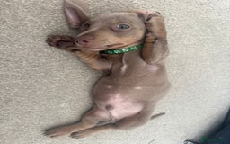 Dachshund dogs for sale: ✨Rare Champagne Dachshund–Ready for a Loving Home✨ - Image 2