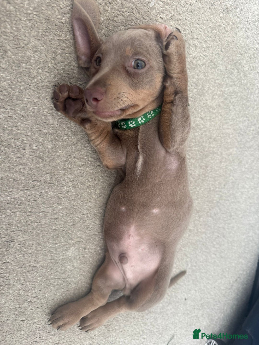 Dachshund dogs for sale: ✨Rare Champagne Dachshund–Ready for a Loving Home✨ - Image 2