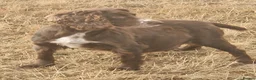 Cocker Spaniel dogs for sale: KC REGISTERED COCKERS - Advert 2