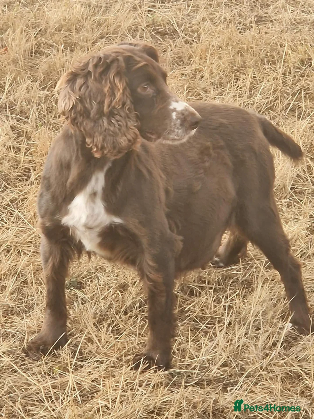 Cocker Spaniel dogs for sale: KC REGISTERED COCKERS - Advert 2