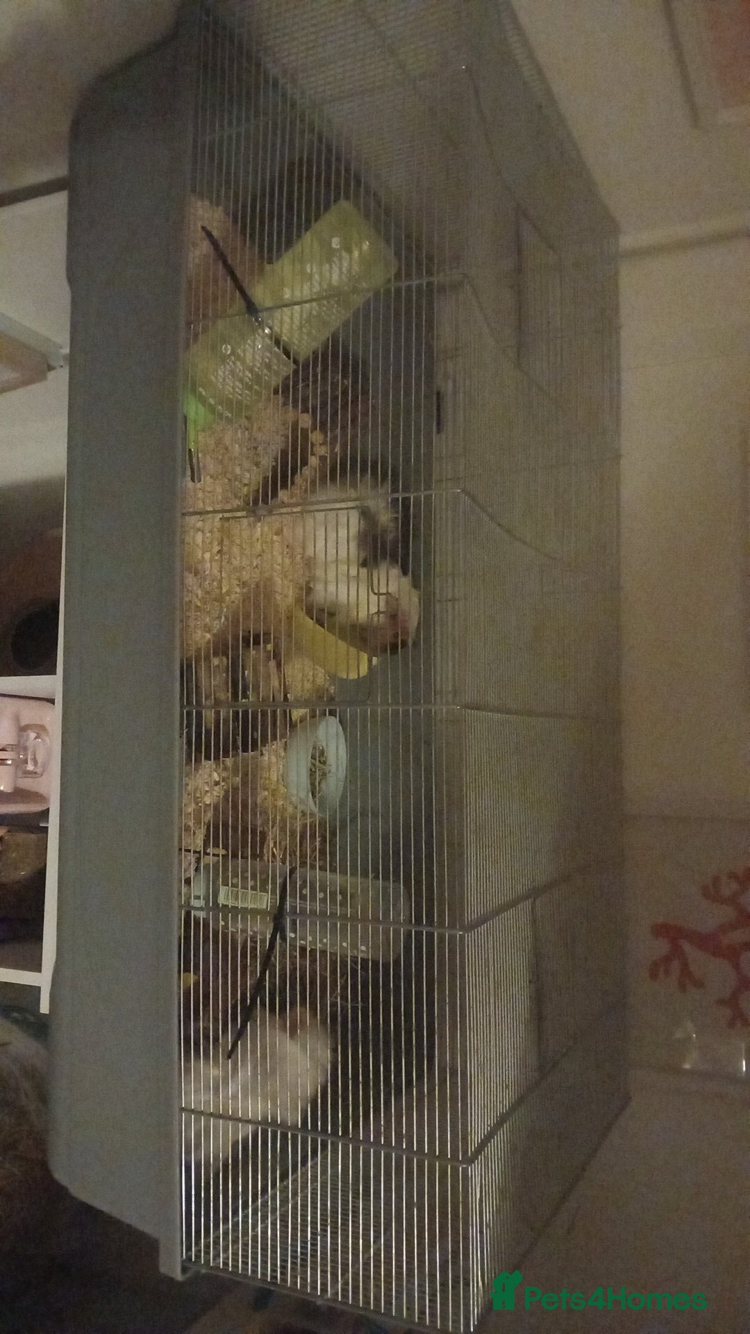 Guinea Pig rodents for sale: 2 female guinea pigs - Advert 3