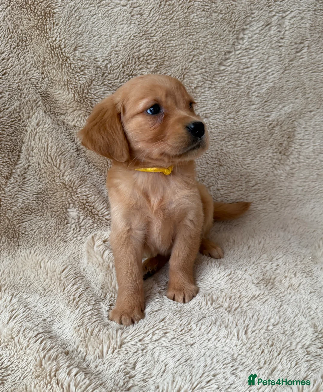 Golden Retriever dogs for sale: Outstanding golden retriever pups 🐶 - Advert 2