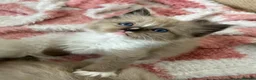 Ragdoll cats for sale: Stunning Ragdoll kittens  - Advert 24