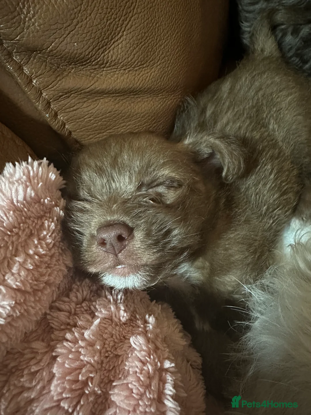 Chihuahua dogs for sale: X2 Gorgeous Chihuahua little ladies - Advert 23