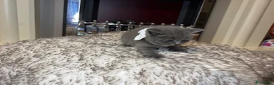 British Shorthair 5