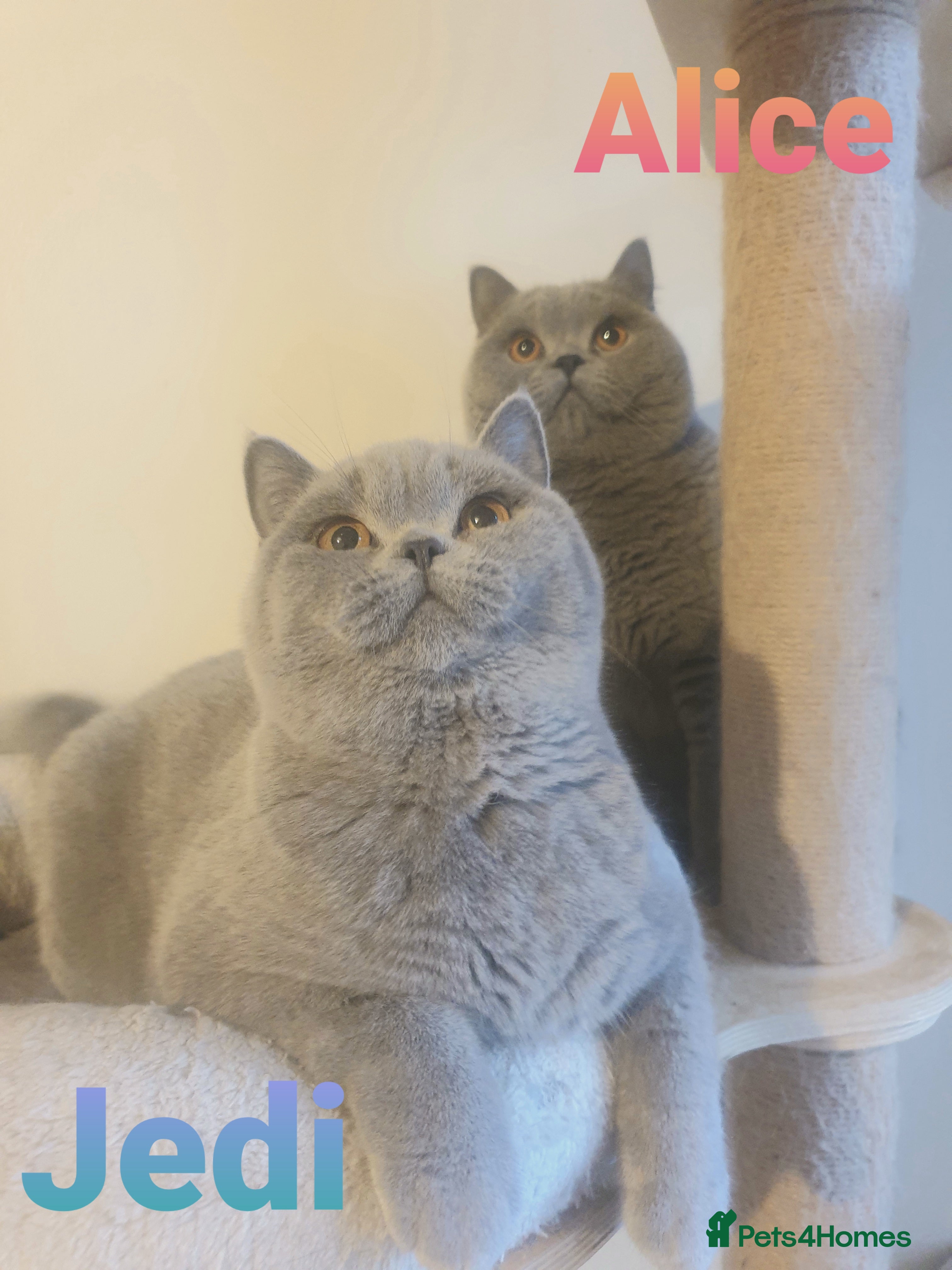 British Shorthair cats Closing of BSH cattery, 50% discount  - Advert 12