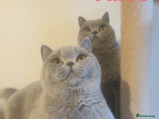 British Shorthair cats Closing of BSH cattery, 50% discount - Advert 4