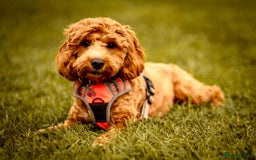 Cockapoo dogs for sale: F1 SHOW TYPE COCKAPOO EXTENSIVELY HEALTH TESTED  - Image 7