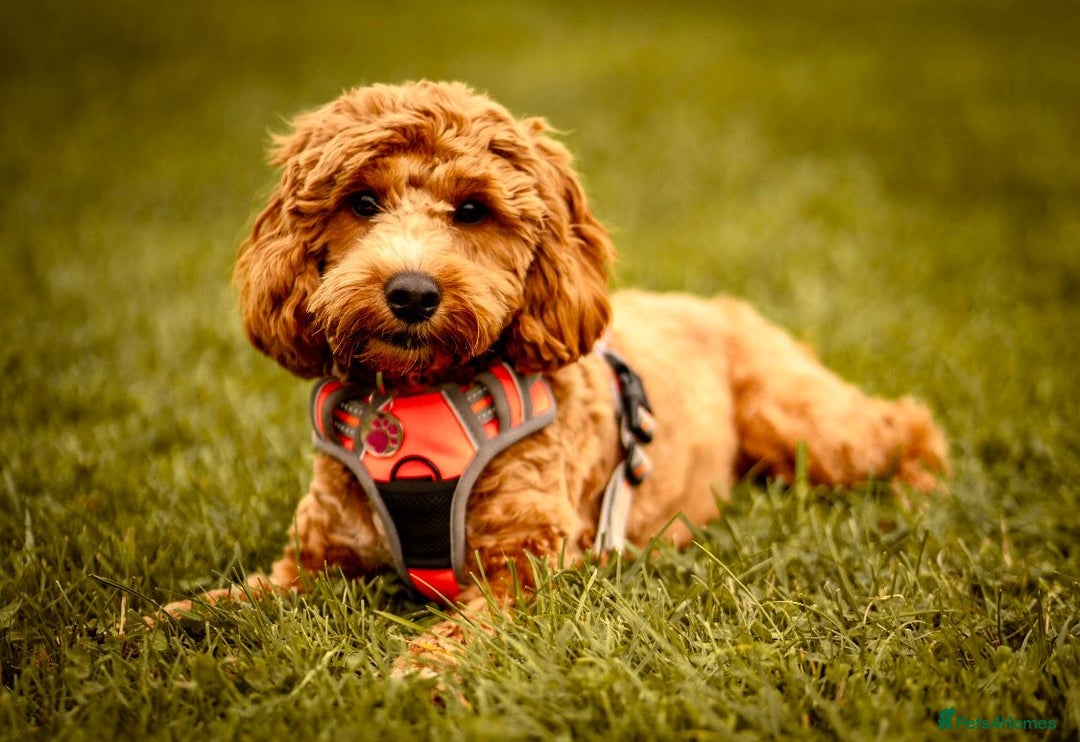 Cockapoo dogs for sale: F1 SHOW TYPE COCKAPOO EXTENSIVELY HEALTH TESTED  - Image 7
