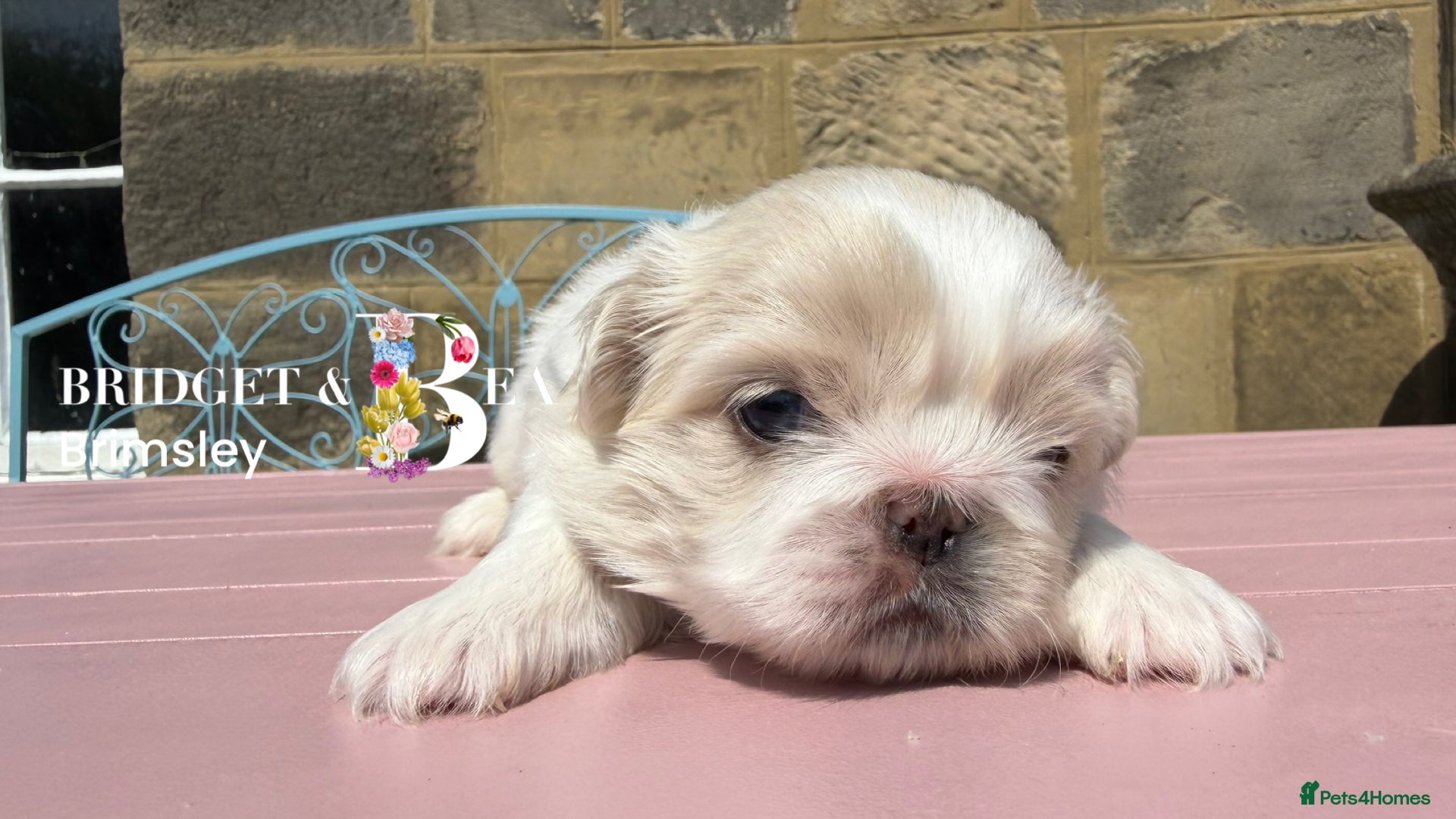 Pekingese dogs 💙ONLY 1 CREAM BOY LEFT💙 - Advert 1