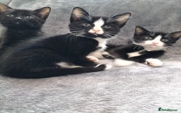 Mixed Breed cats for sale: 3 beautiful tux and black kittens for sale  - Image 17