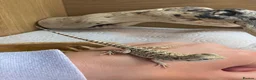 Bearded Dragon reptiles for sale: Baby Bearded Dragons - Advert 6