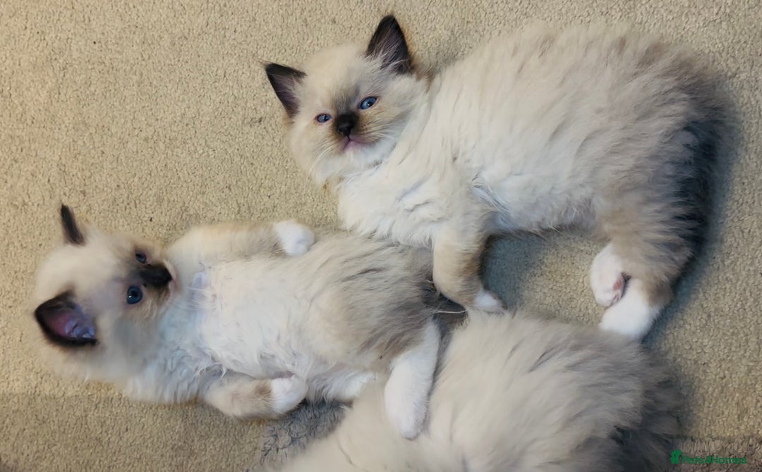 Ragdoll cats for sale: READY SOON!! PUREBRED RAGDOLL KITTENS - Image 12