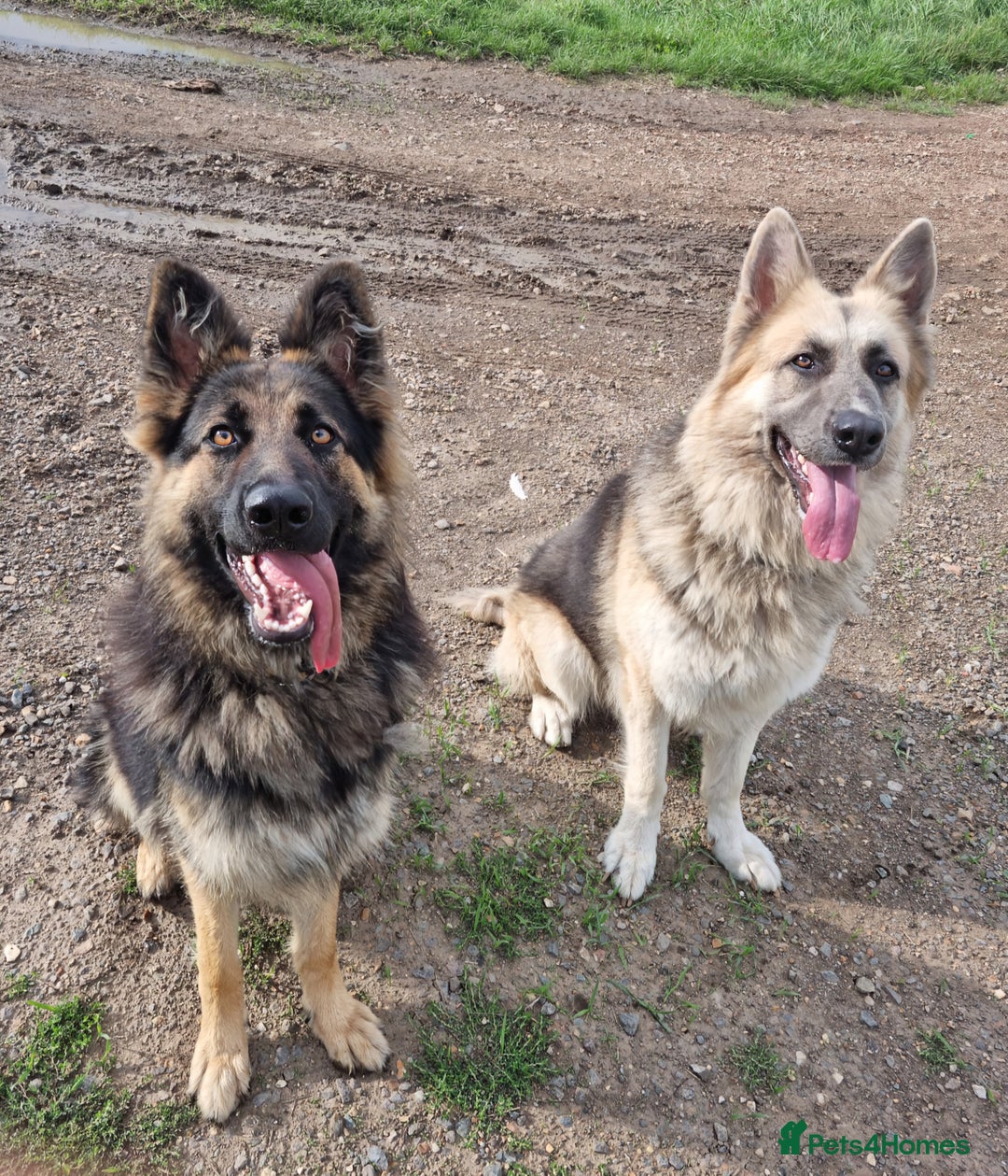 German Shepherd dogs for sale: 💛 German Shepherd Puppies – Full Pedigree Parents - Image 19