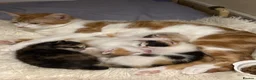 Mixed Breed cats for sale: 4 kitties looking for a home!! - Advert 1