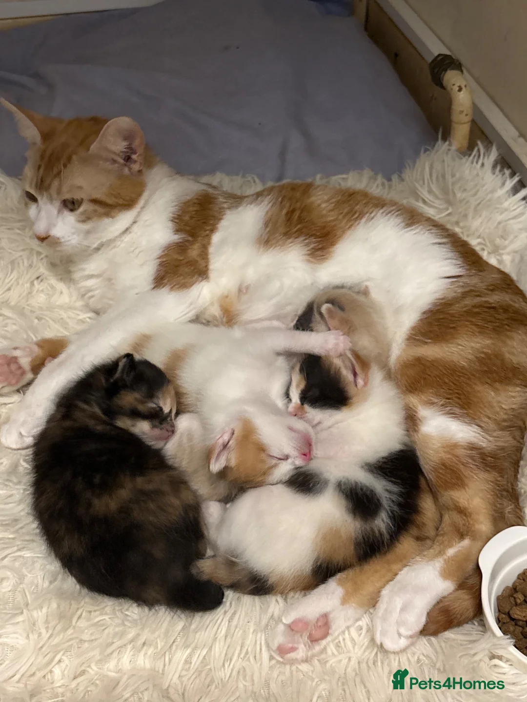 Mixed Breed cats for sale: 4 kitties looking for a home!! - Advert 1