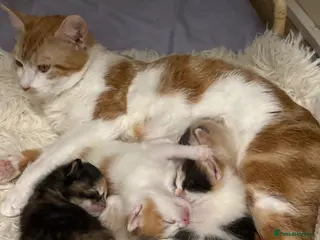 Mixed Breed cats 4 kitties looking for a home!! - Advert 1