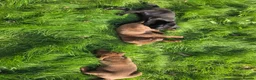 Labrador Retriever dogs for sale: 3 gorgeous labs - Advert 11