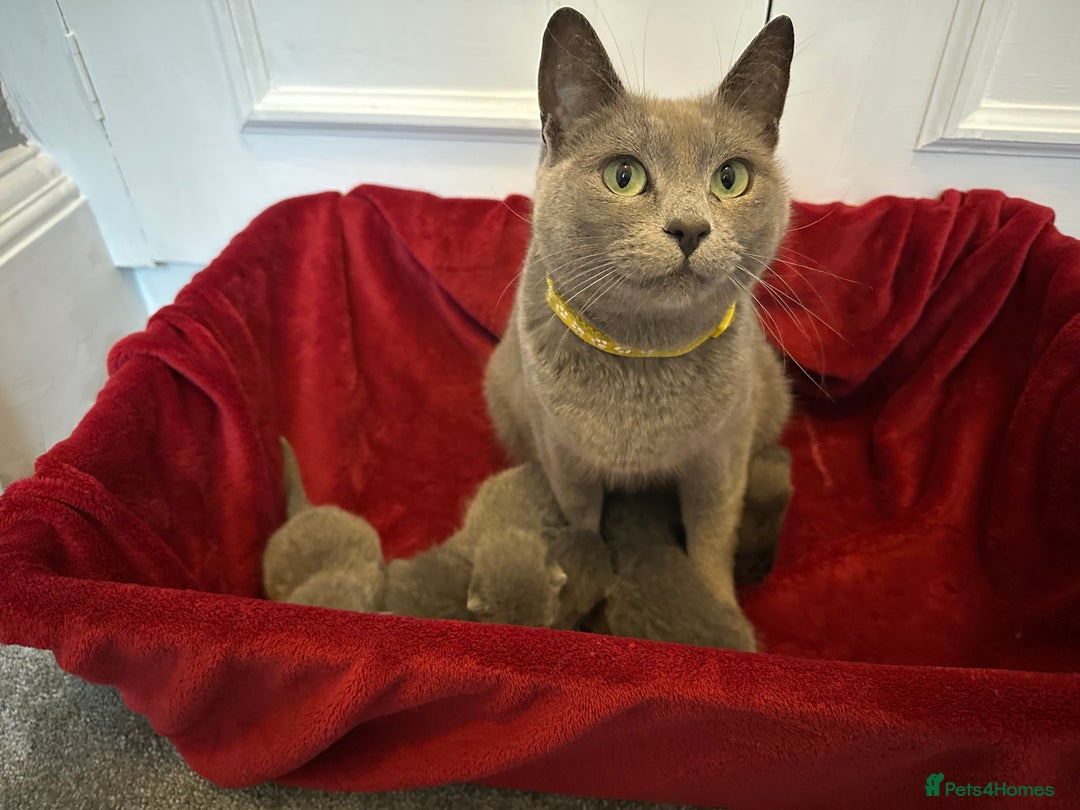 Russian Blue cats for sale: Russian Blue Kittens  - Advert 39