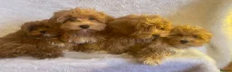 Maltipoo dogs for sale: DNA clear toy Asian lines maltipoo - Advert 13