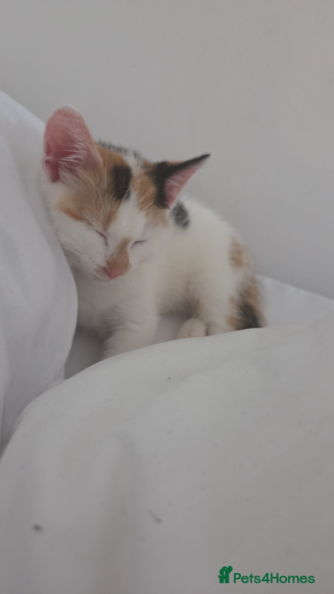 British Shorthair cats for sale: Baby  - Image 1