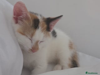 British Shorthair cats - Advert 4