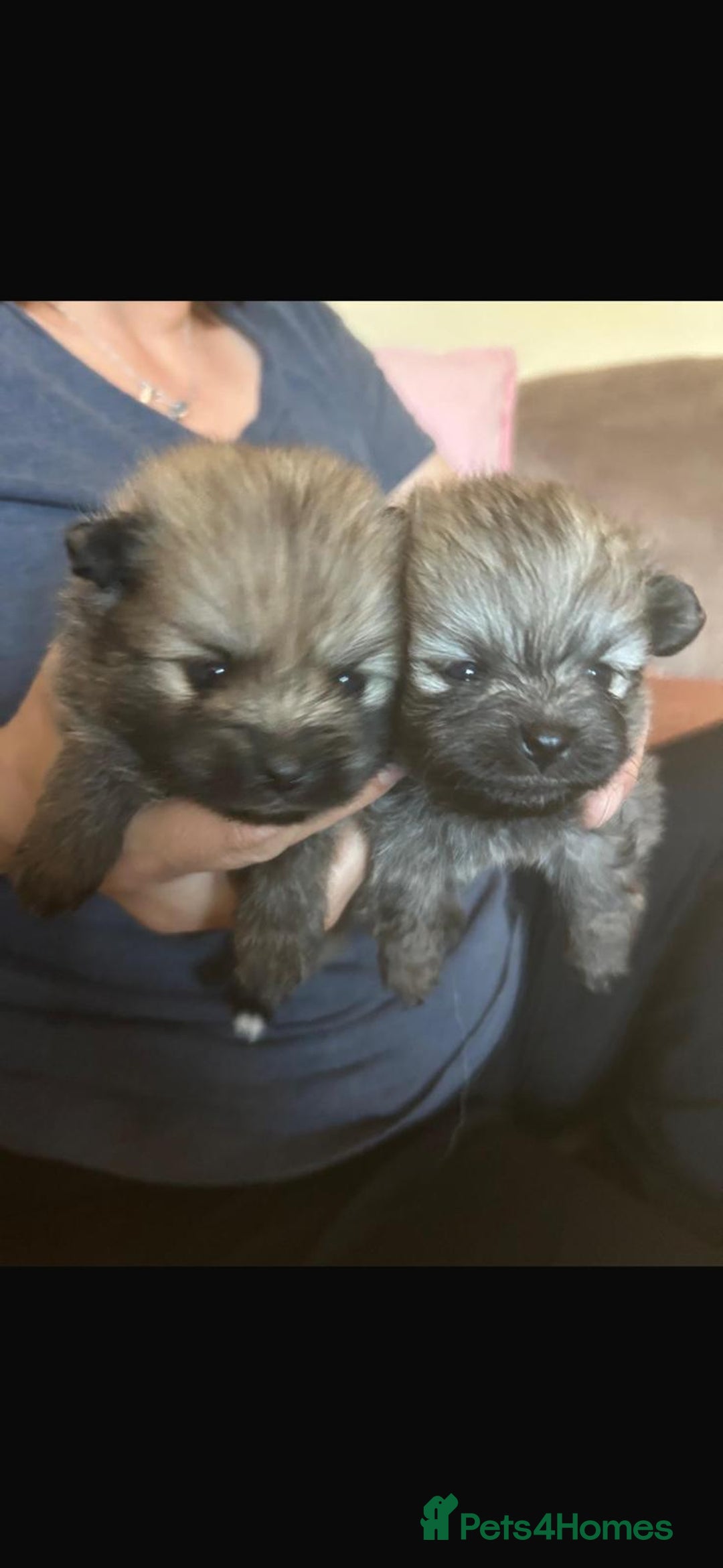 Pomeranian dogs for stud: Tiny Pomeranian (STUD USE ONLY) - Advert 13