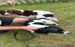 English Springer Spaniel dogs for sale: 6 gorgeous KC reg ESS puppies  - Image 11