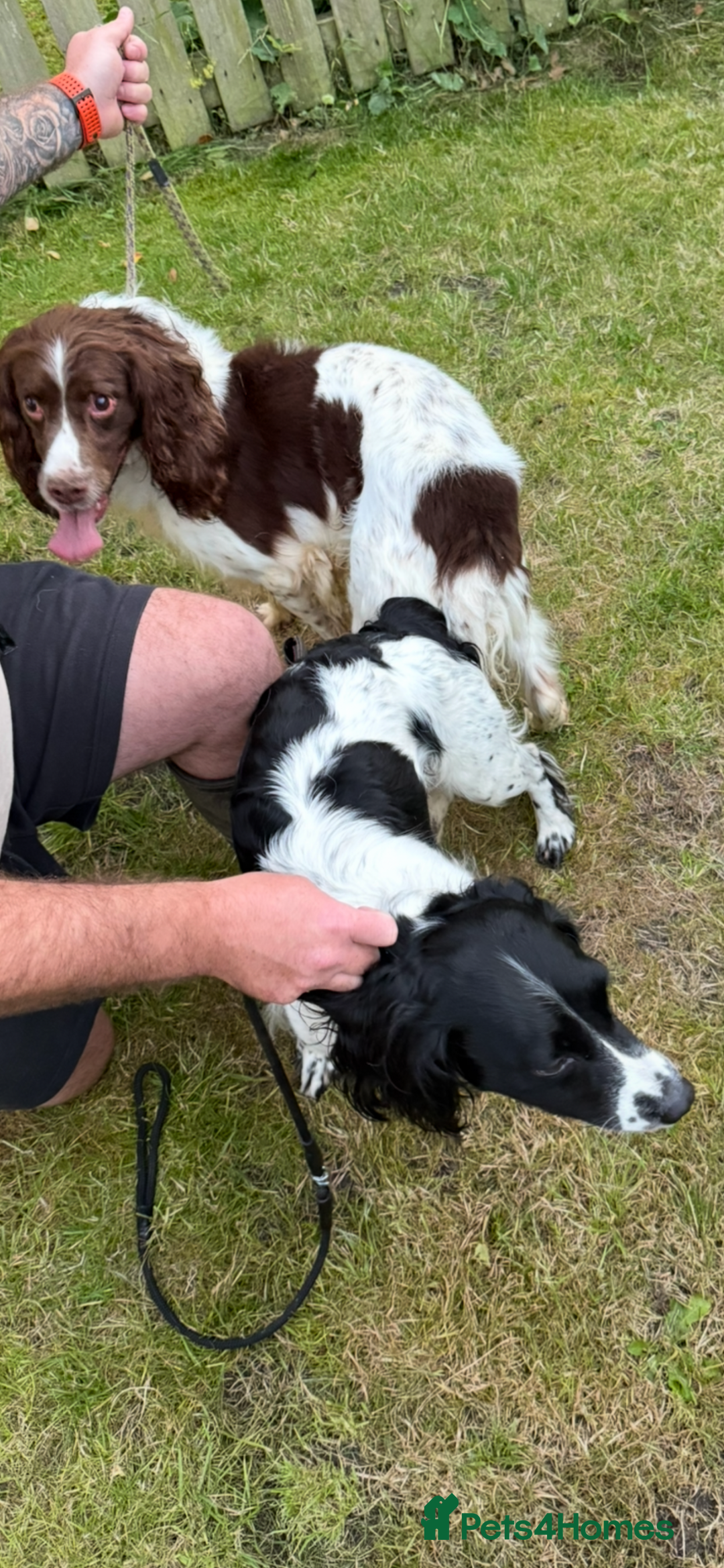 English Springer Spaniel dogs for sale: 6 gorgeous KC reg ESS puppies  - Image 11