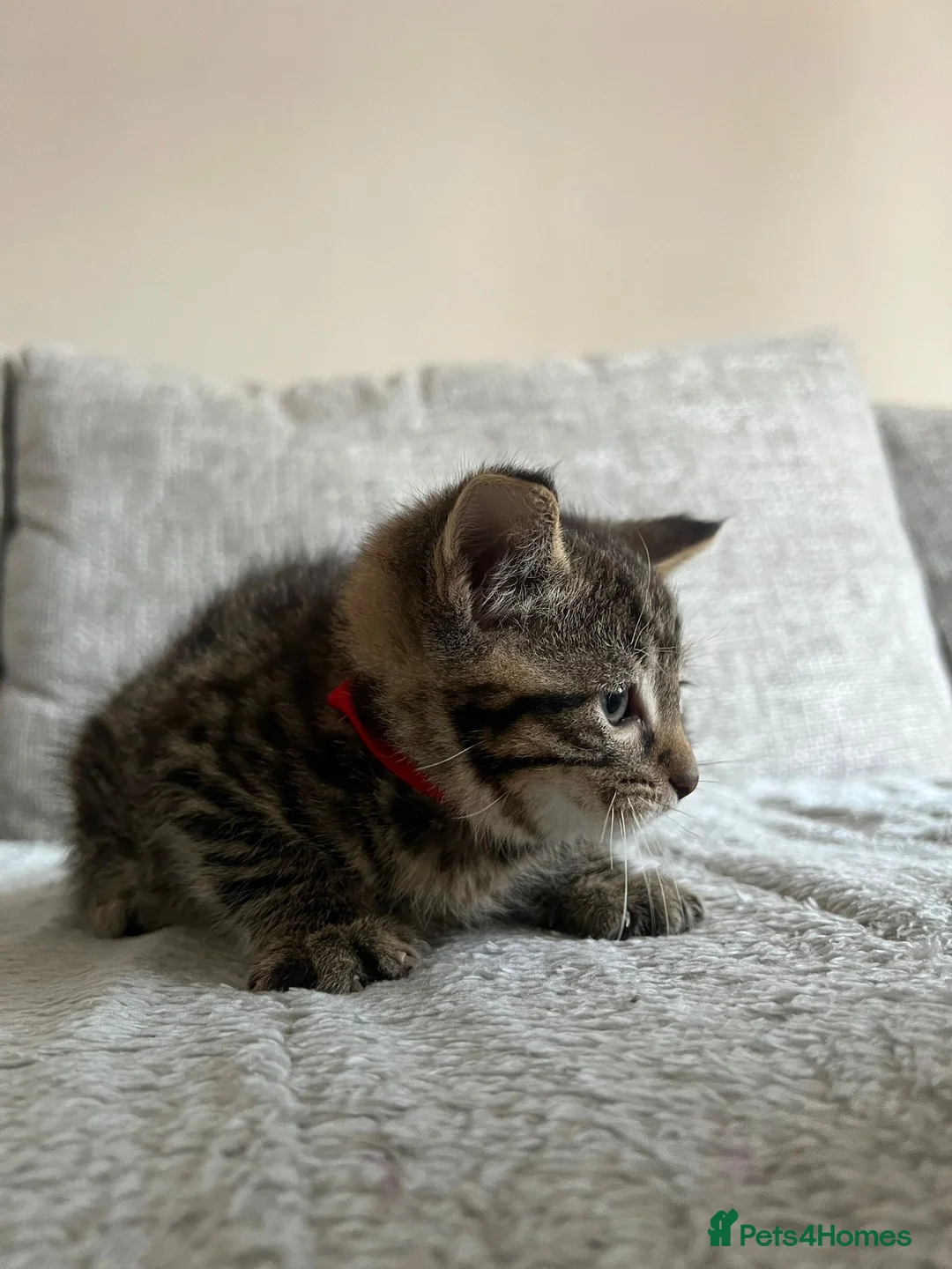 Ragdoll cats for sale: X5 Beautiful Ragdoll X Kittens - Advert 15