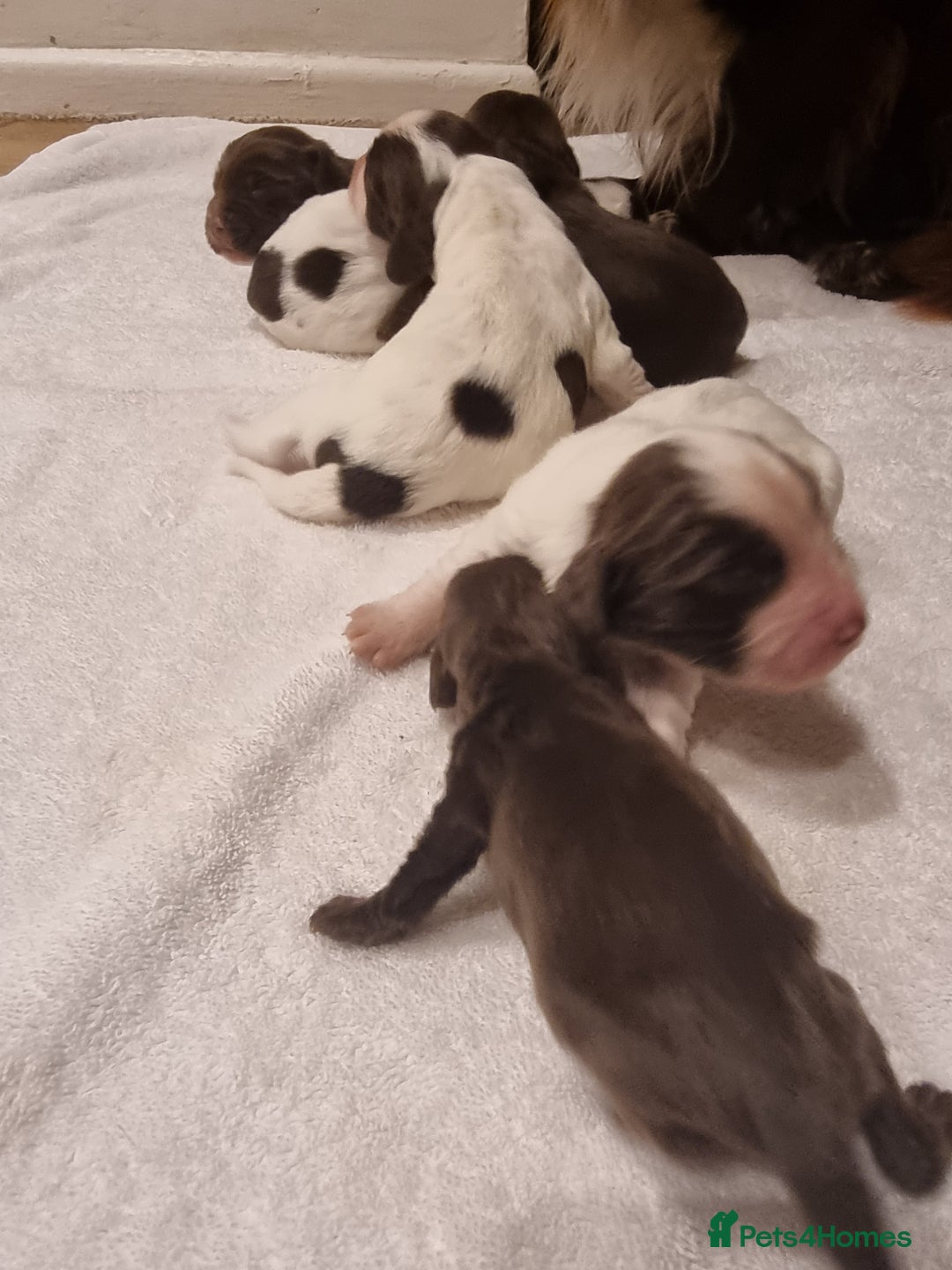 Sprocker dogs for sale: 6 gorgeous sprocket puppies  - Advert 2
