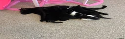 Mixed Breed cats for sale: 2 kittens left! - Advert 6